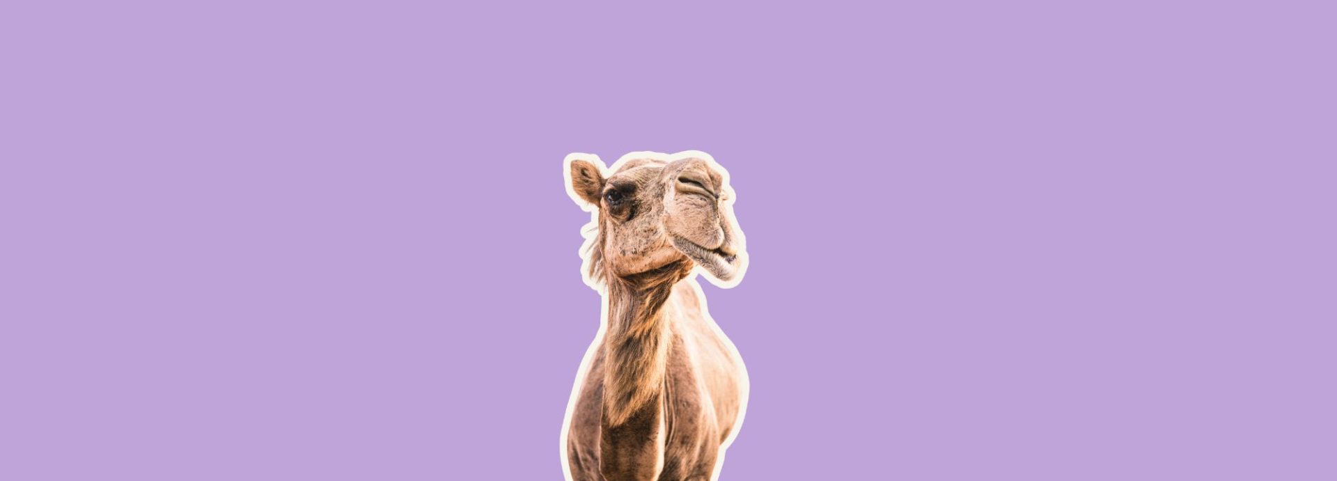 Honeymoon Report part 2: Badass camels and other animals