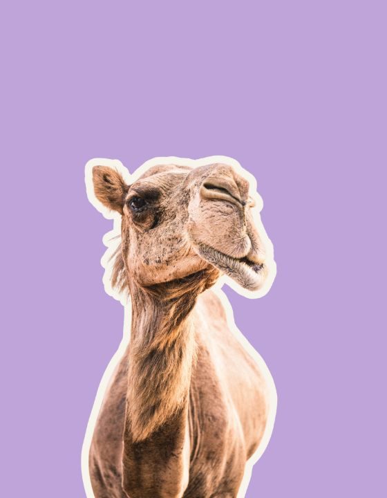 Honeymoon Report part 2: Badass camels and other animals