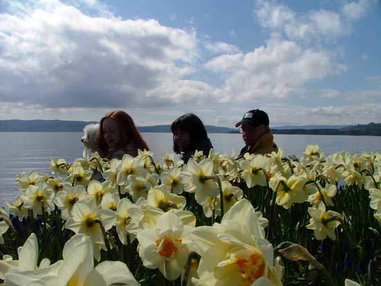 Daffodils: host of