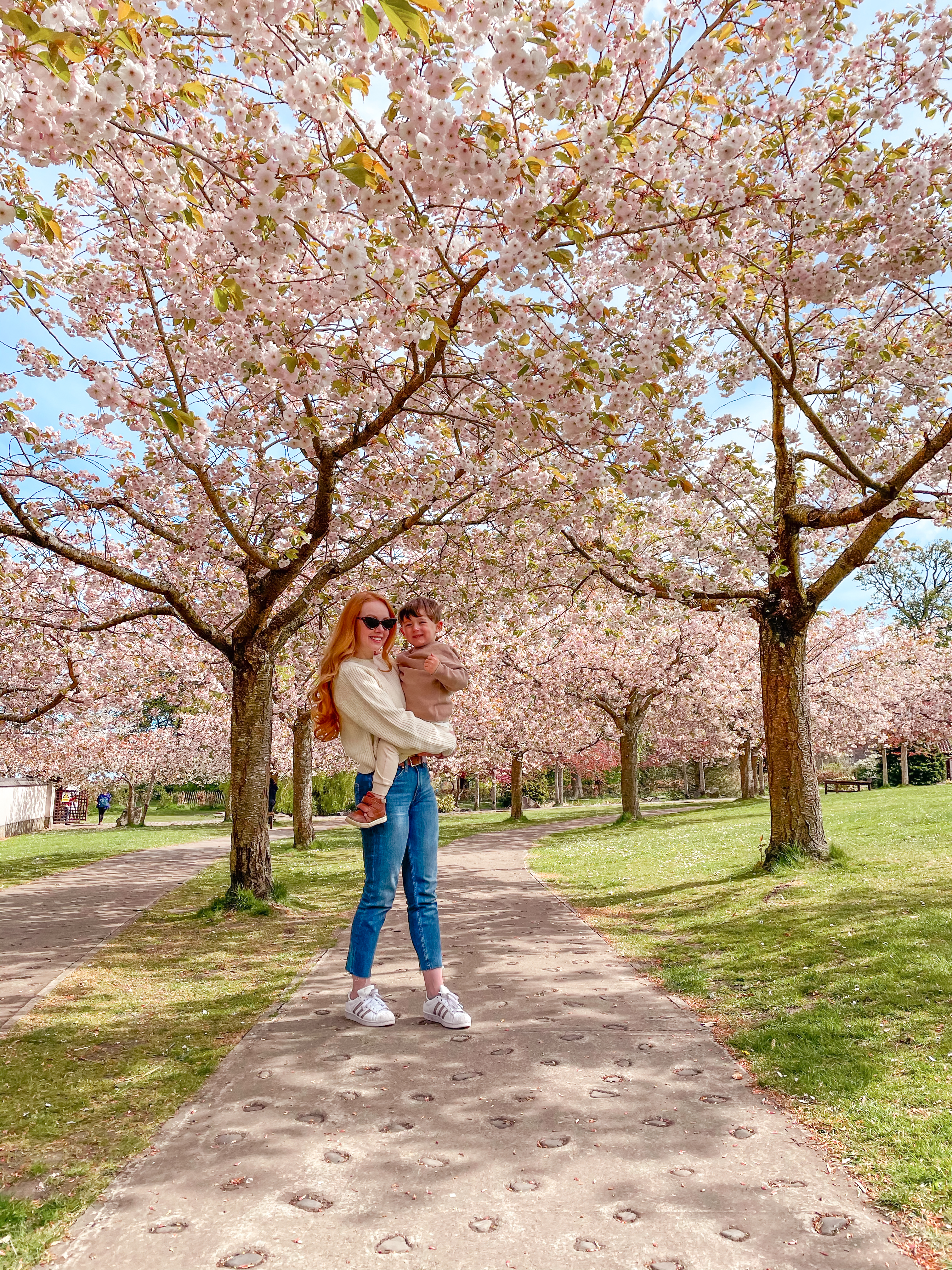 cherry blossom trees in Lauriston Castle gardens, Edinburgh