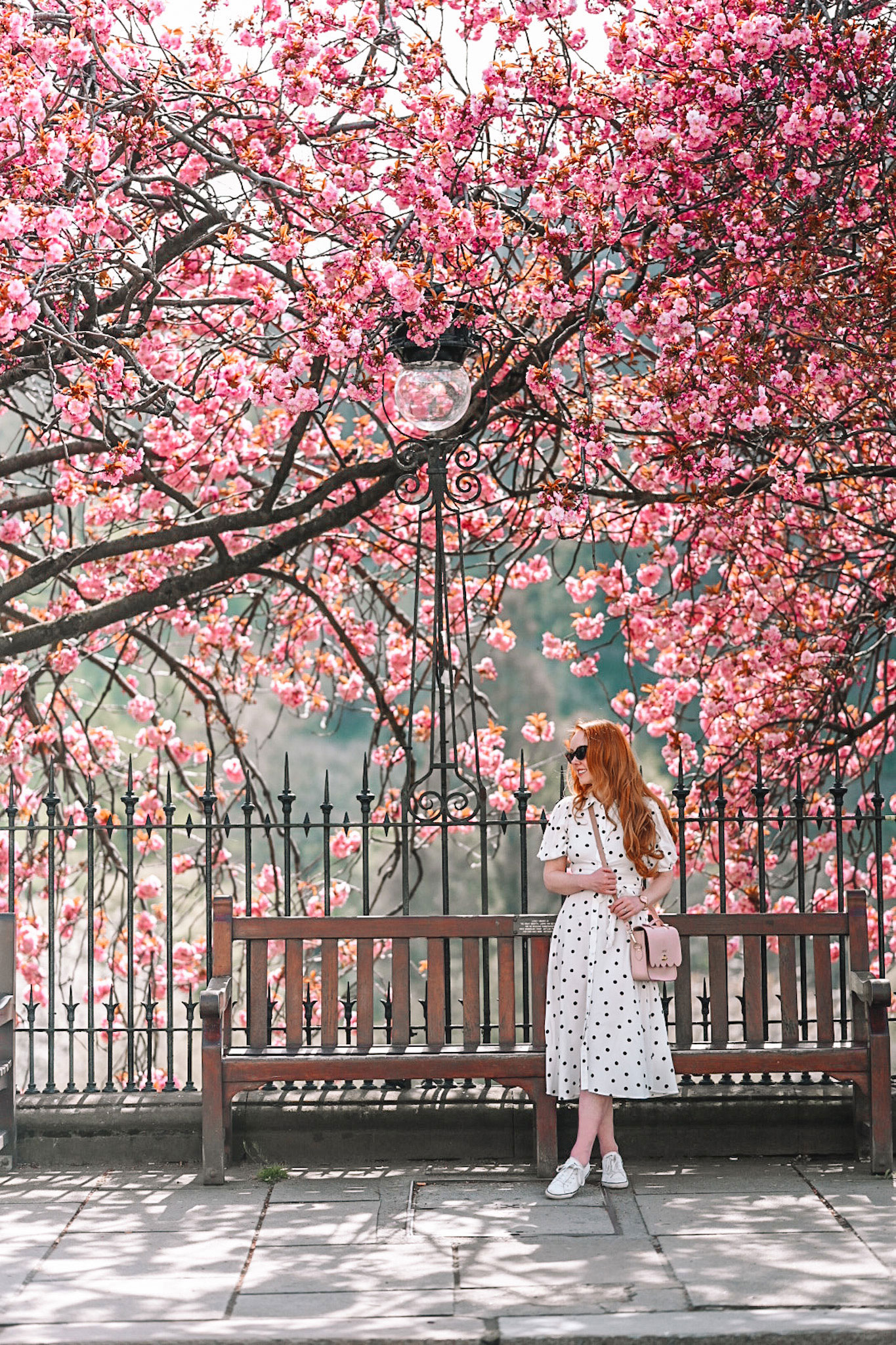 Cherry blossom on Princes Street, Edinburgh