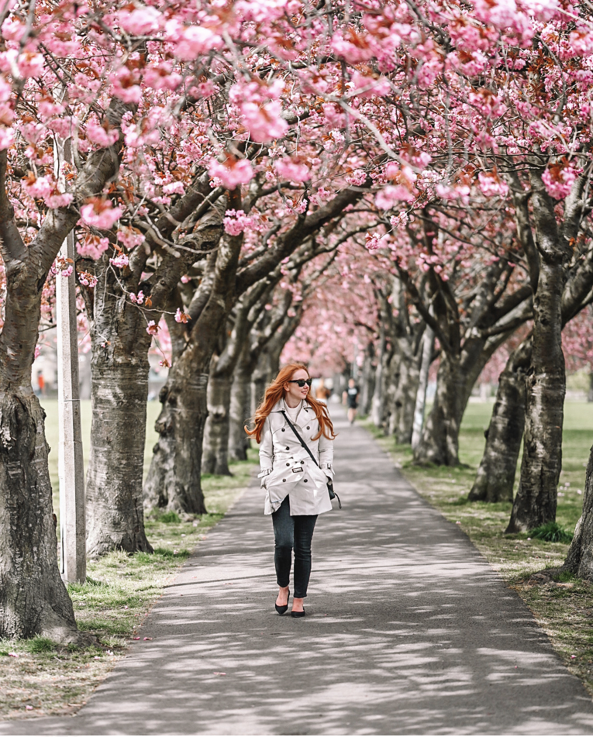 cherry blossom trees in The Meadowns Edinburgh
