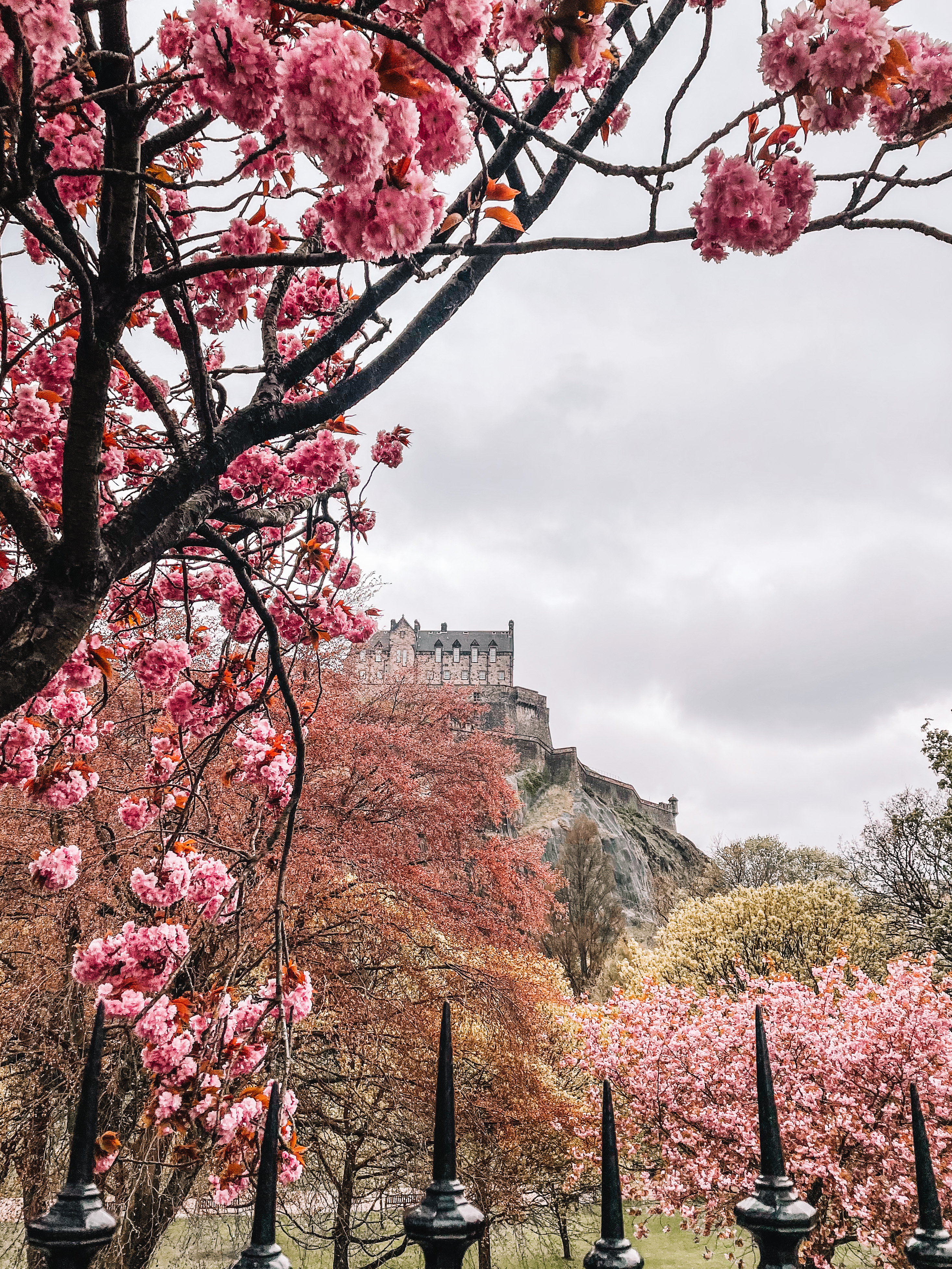 cherry blossom trees in front of Edinburgh Castle