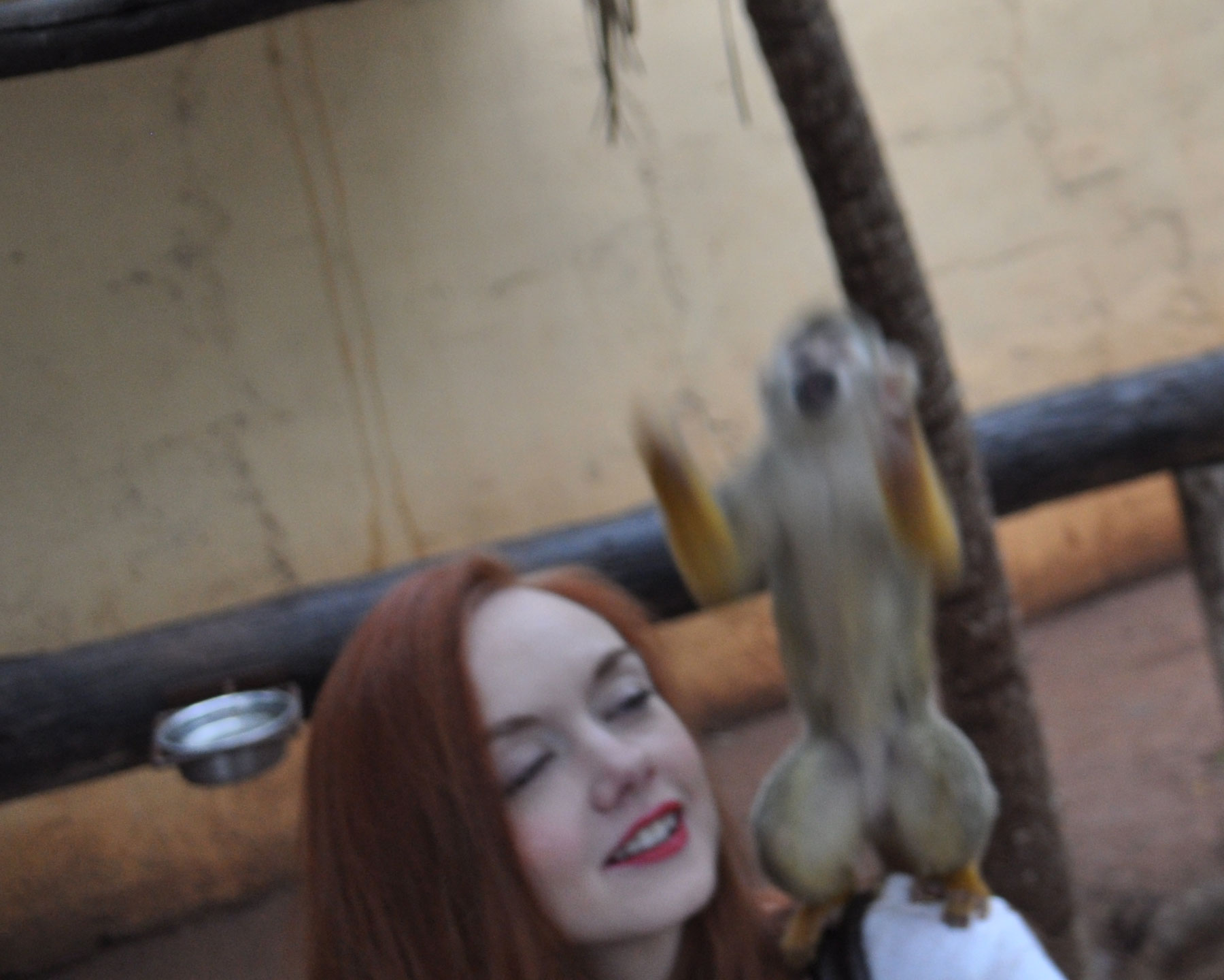 funny monkey photo