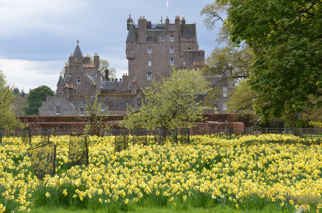 field of daffodils in front of Glamis Castle, Scotland