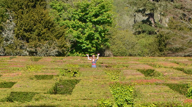 In the maze at Traquair House