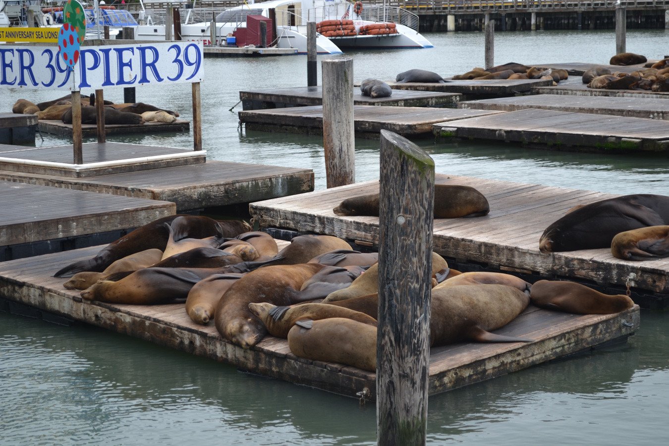 San Francisco seals at Pier 39