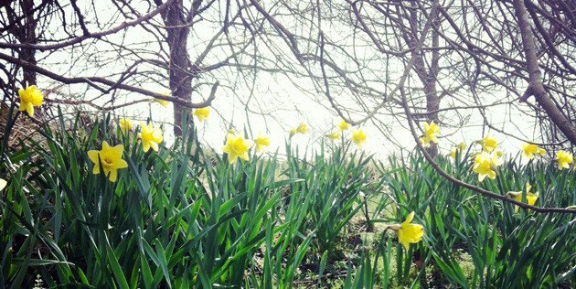 spring daffofils