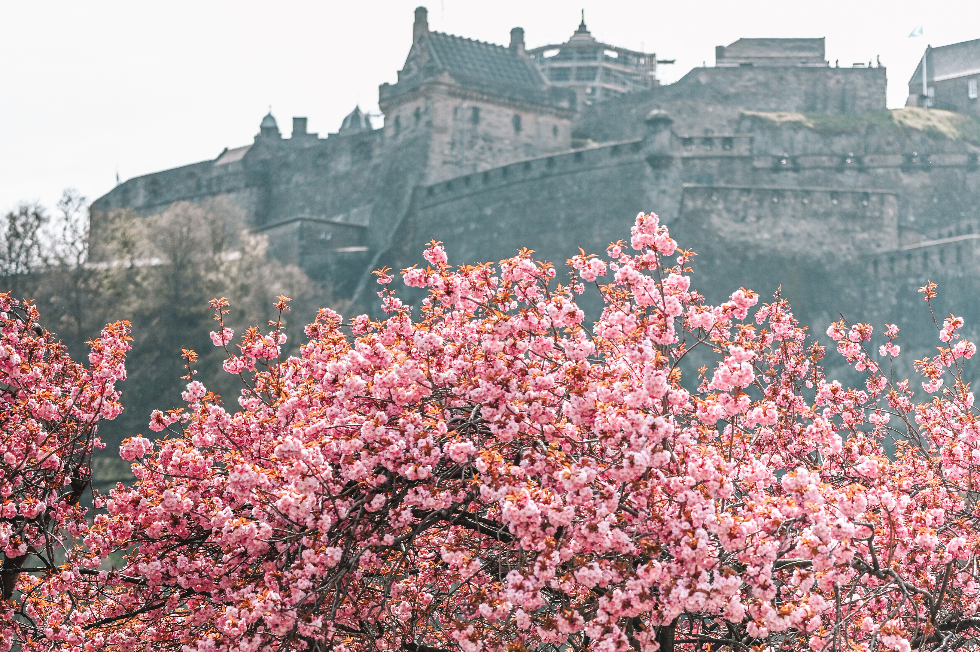 Edinburgh castle cherry blossom