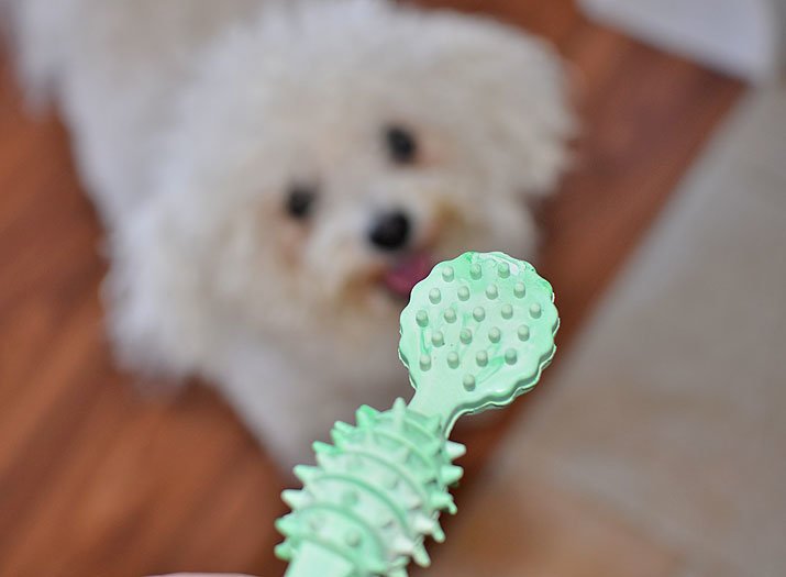 chewy dog toy