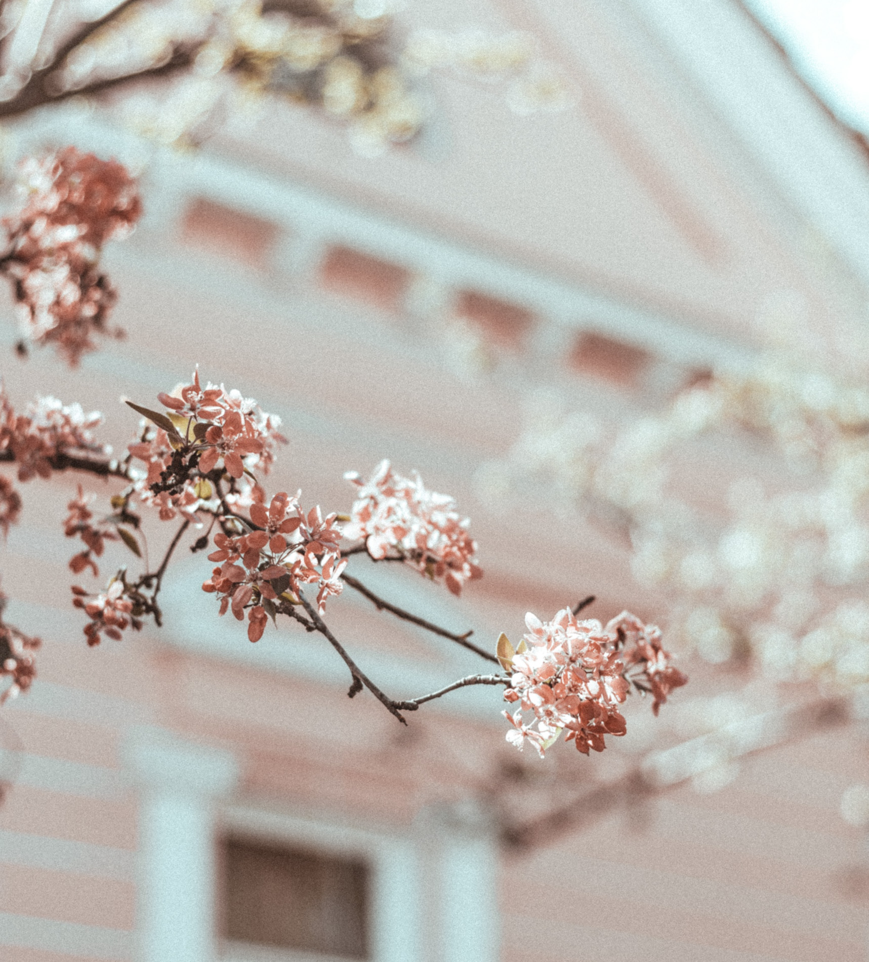 pink flowers against a pink house