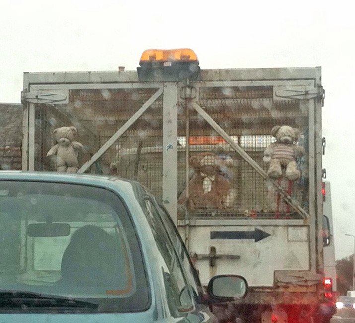 captive teddies