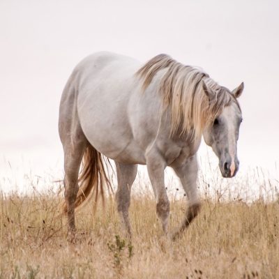 The Observer's book of horses