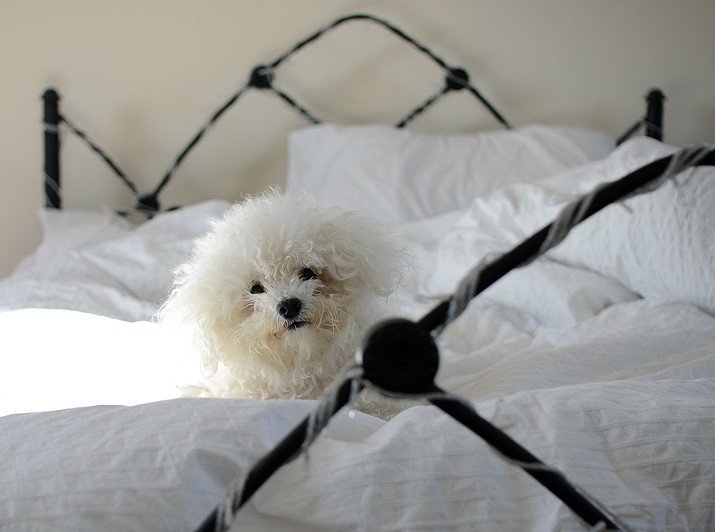 fluffy bichon frise lying on white bed