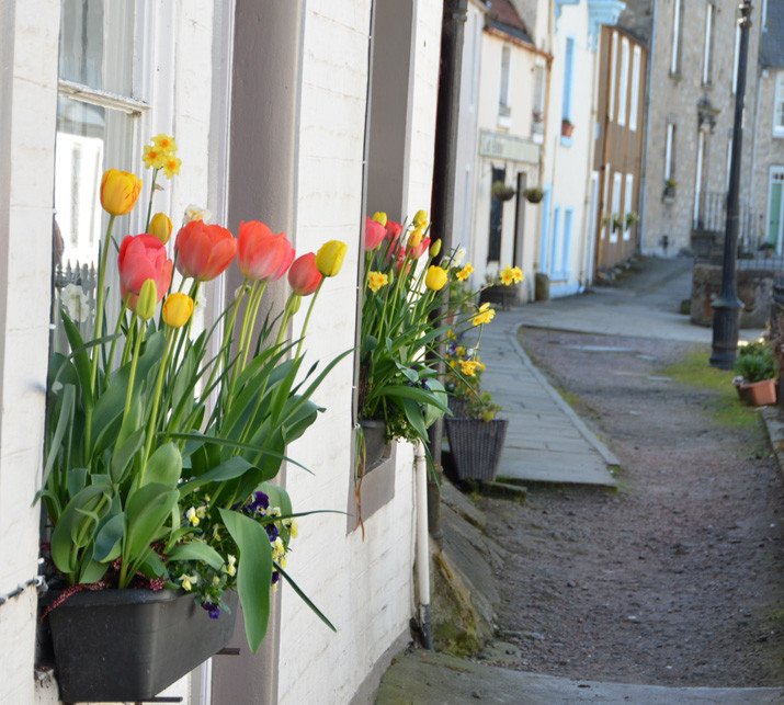 window boxes in South Queensferry, Scotland