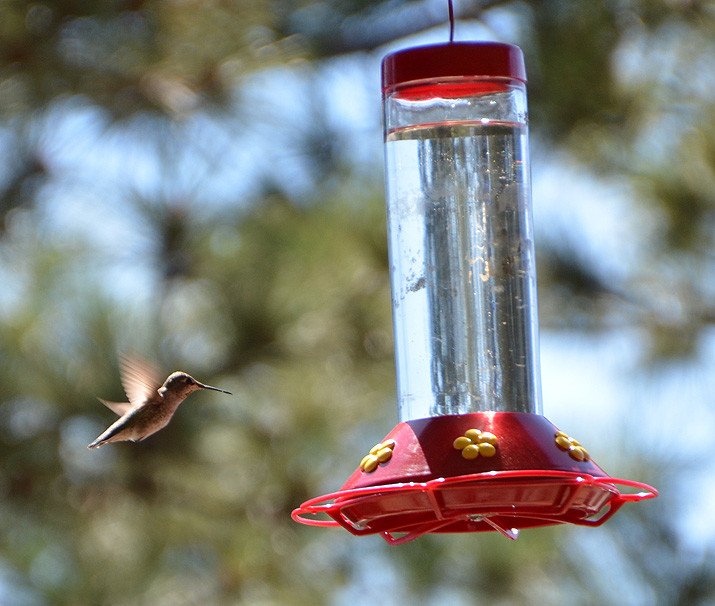 hummingbird at bird feeder