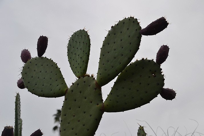 cactus garden at the Huntington, LA