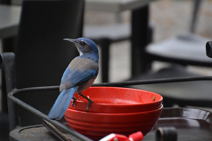 bird eating noodles