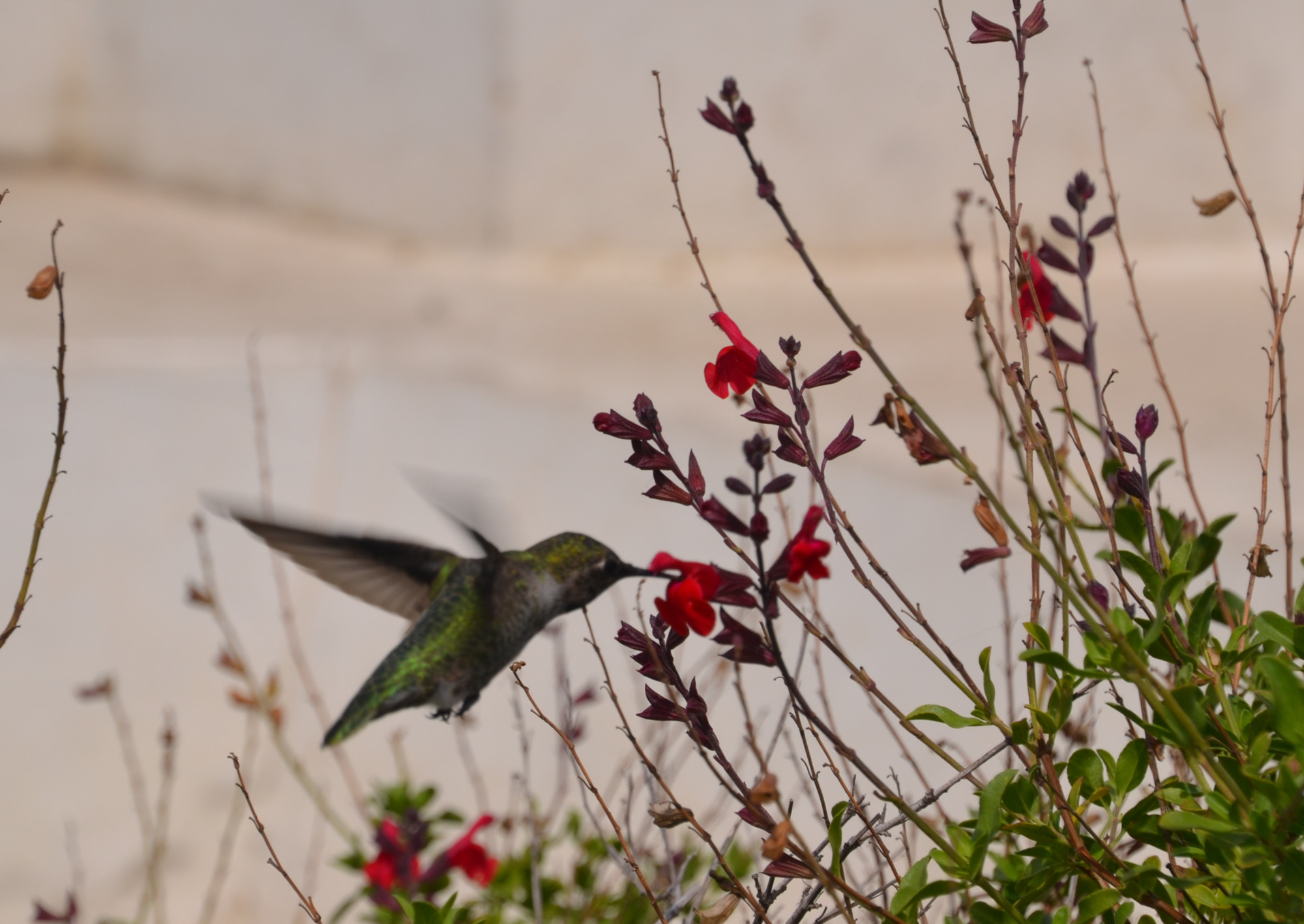hummingbird at Griffith Observatory, Los Angeles