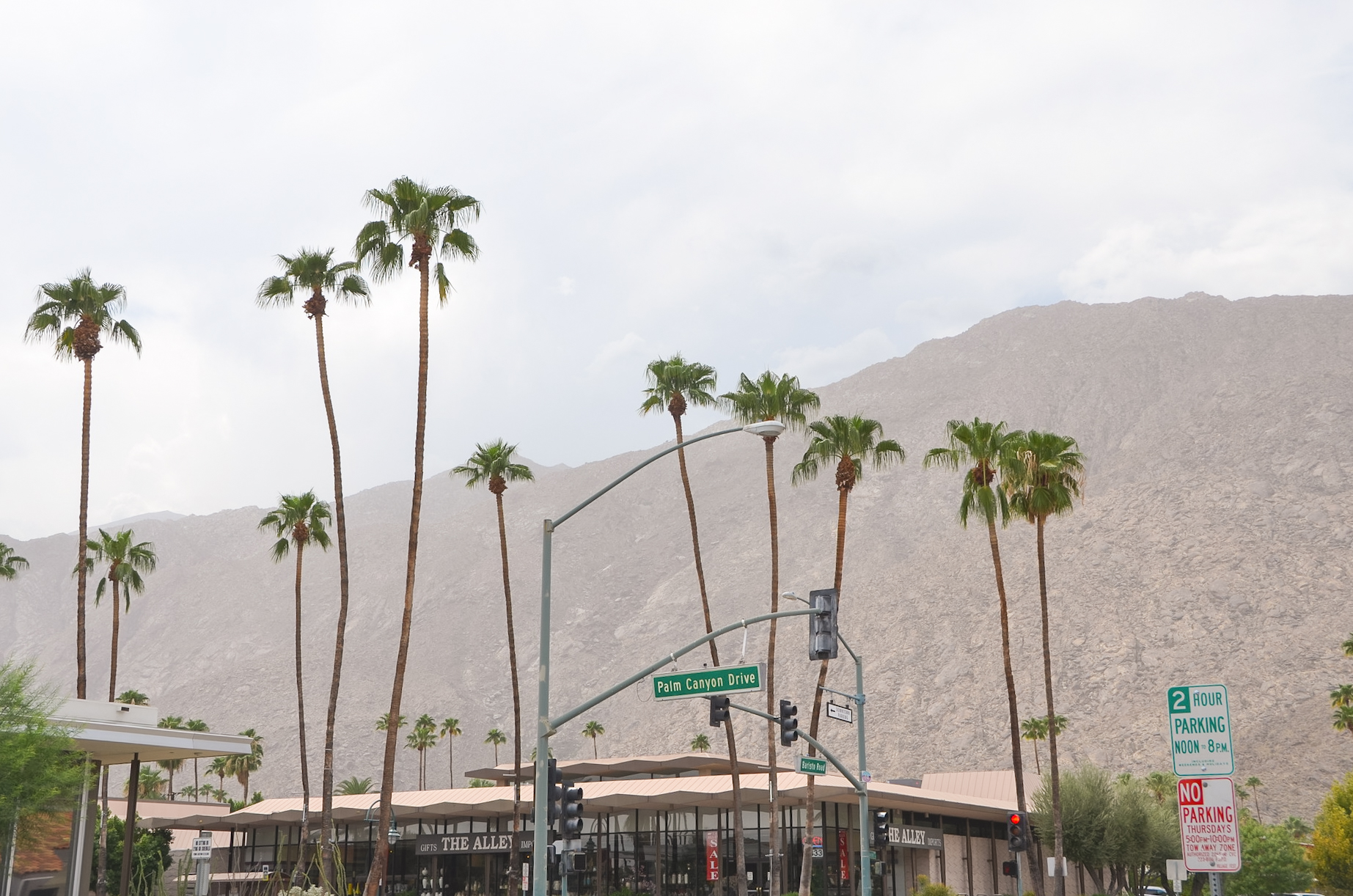 palm trees in Palm Springs, California
