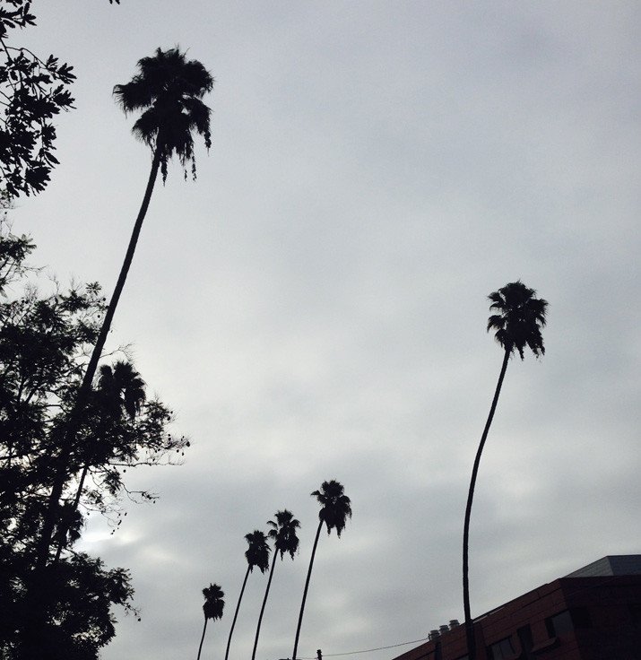 pasadena palm trees