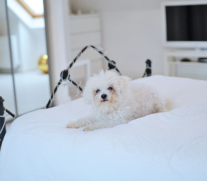 White dog, white bed