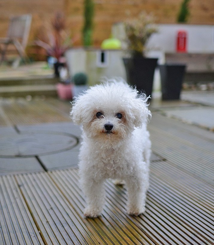 The cutest Bichon Frise in all the land