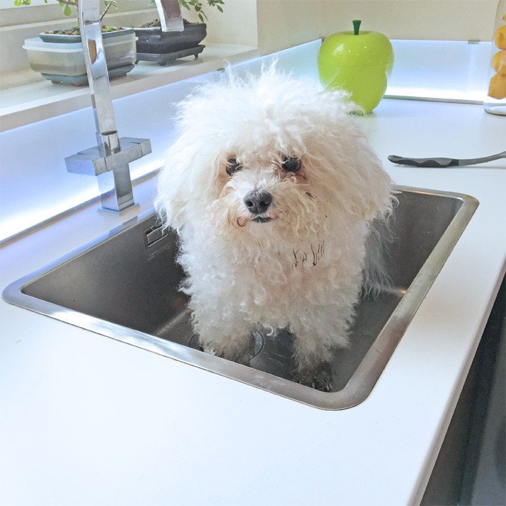 dog in the sink
