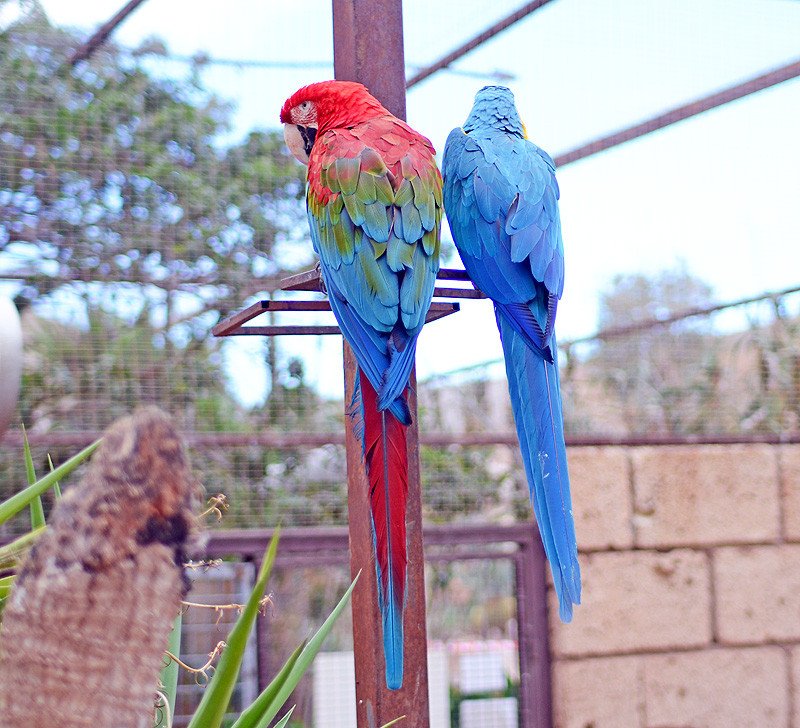 parrots at Tenerife monkey park