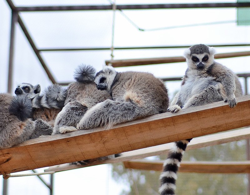 lemurs at Tenerife monkey park