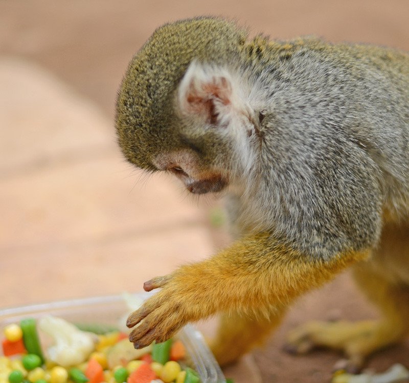 squirrel monkey at Tenerife Monkey Park