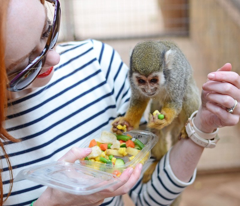 me and my squirel monkey friend: he was way more interested in the food than in me, though....