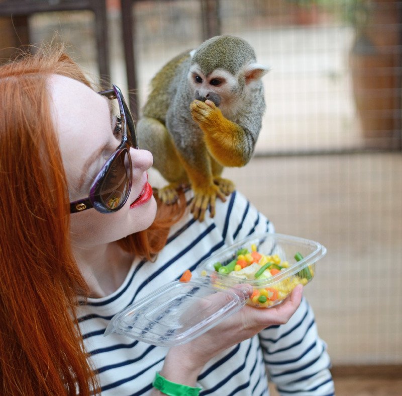 I really wanted to take this little squirrel monkey home with me