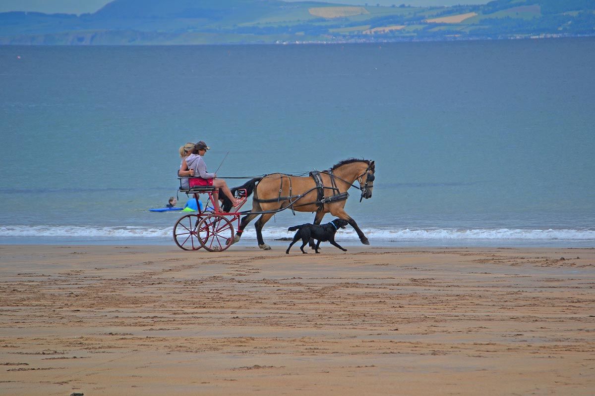 pony and trap on Secliff beach