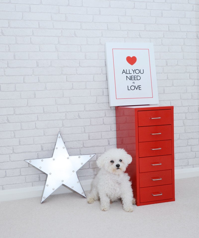 All you need is love - and a cute pup
