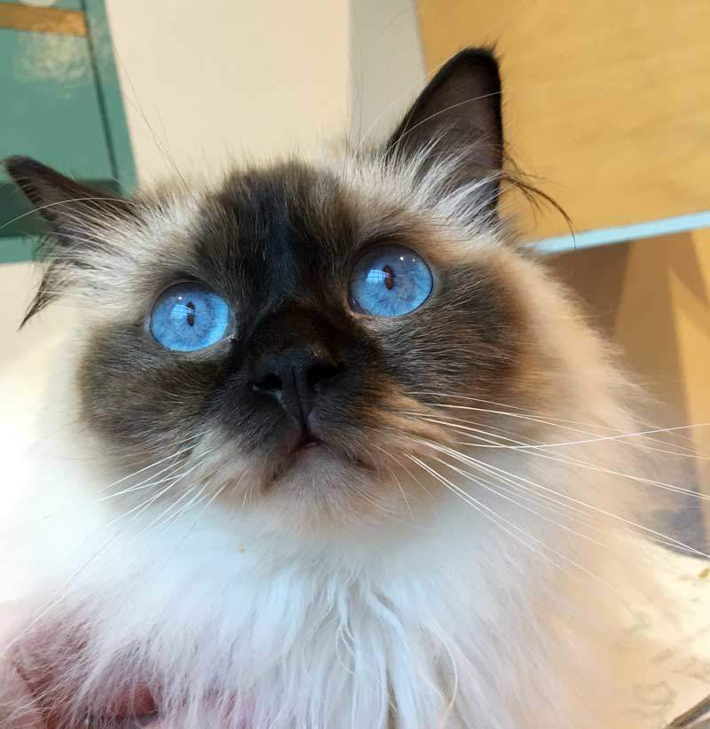 blue eyed ragdoll cat
