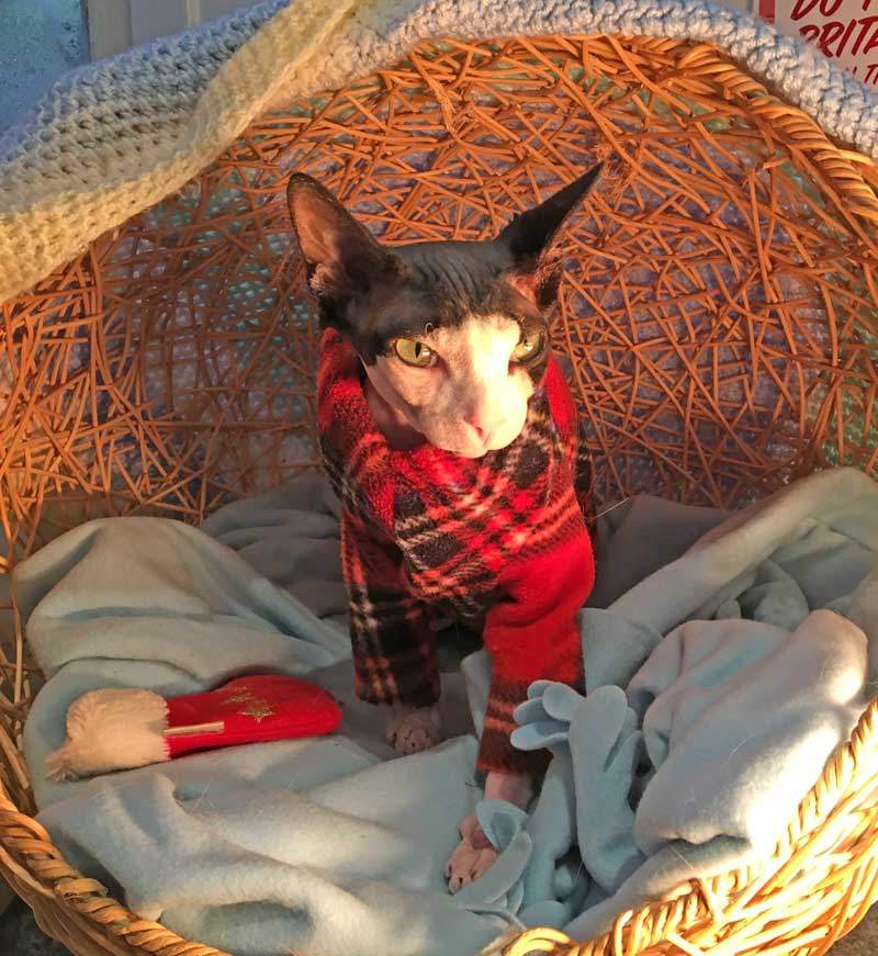 Sphynx cat in pyjamas