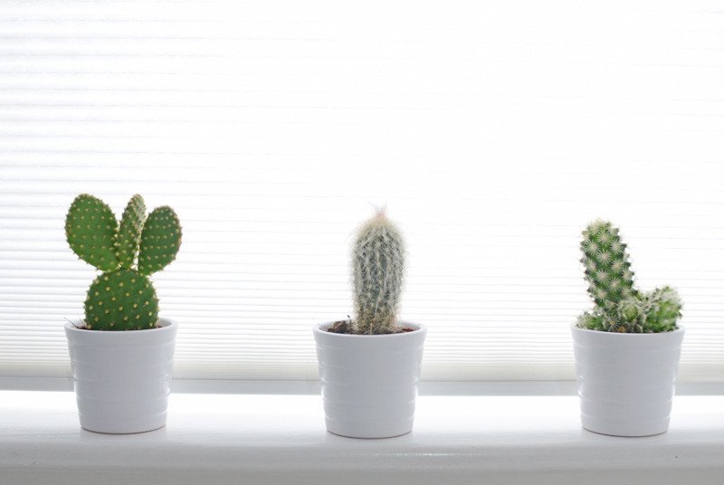 succulents on windowsill in home office