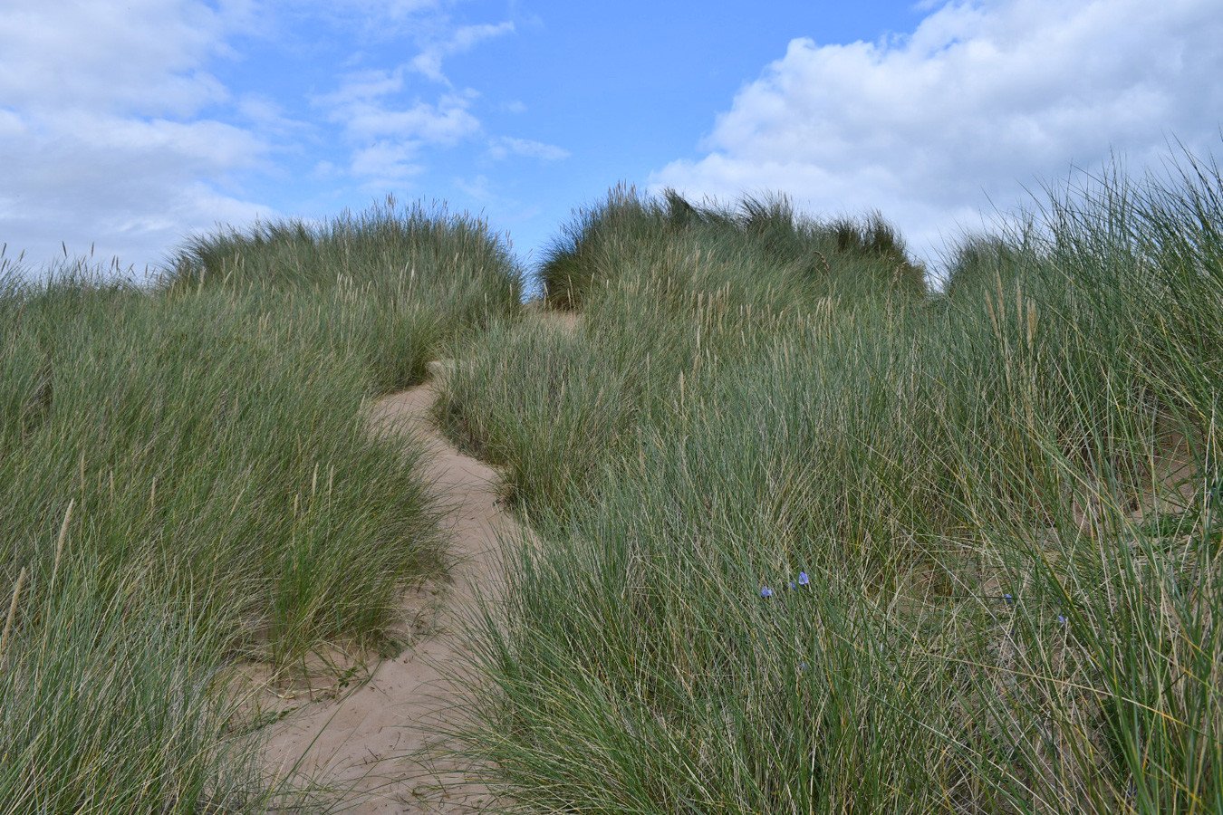 Balmedie Beach sand dunes, Aberdeenshire, Scotland