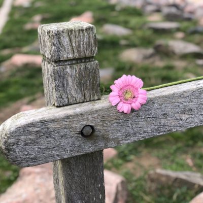 a flower on a fence