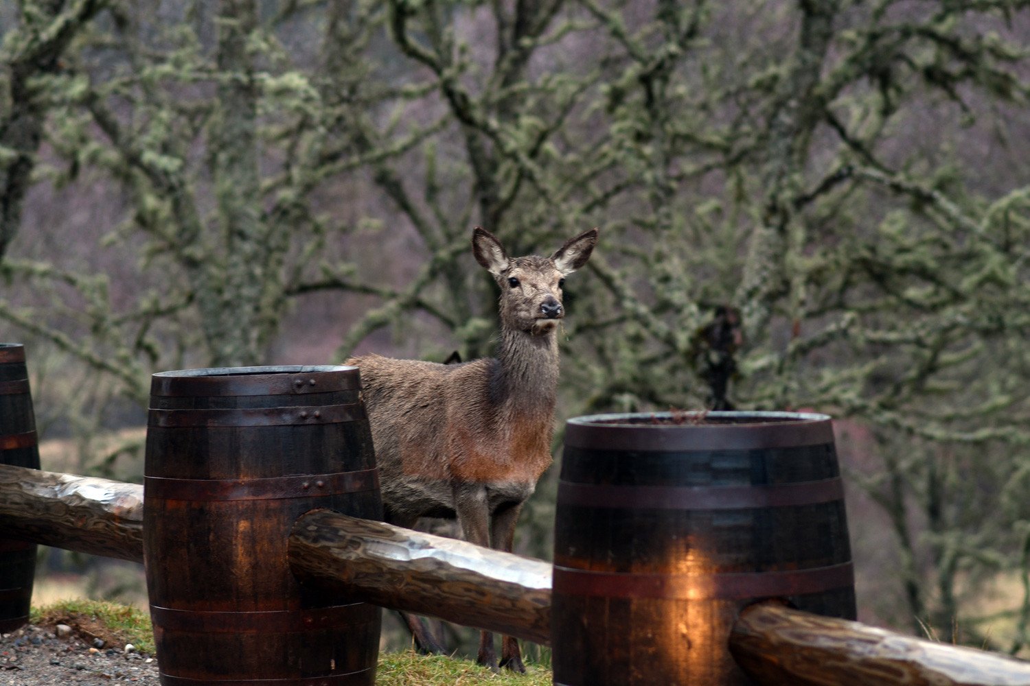 wild deer in the Scottish highlands