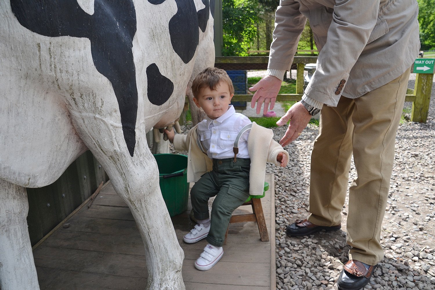 Max learning to milk a cow at Auchingarrich Wildlife Park