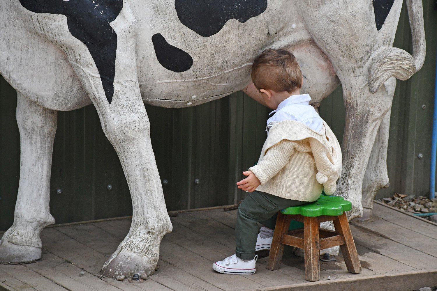 Max learning to milk a cow at Auchingarrich Wildlife Park