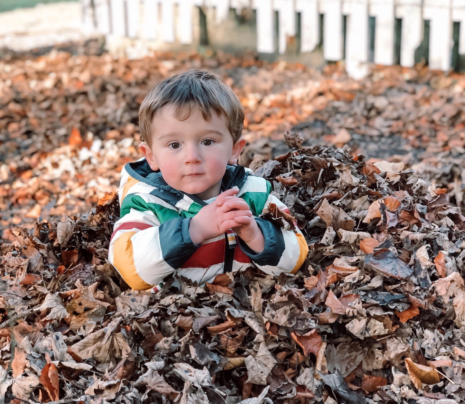 Max in the autumn leaves, October 2019