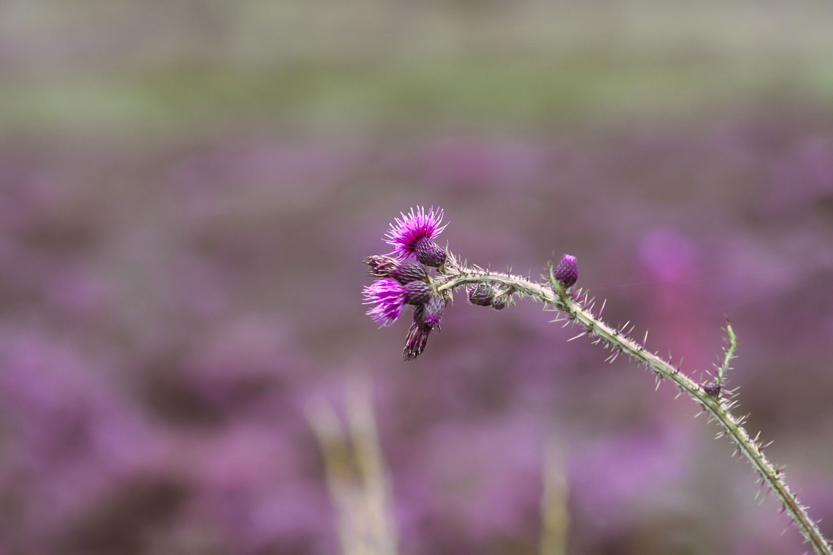purple thistle in field of heather