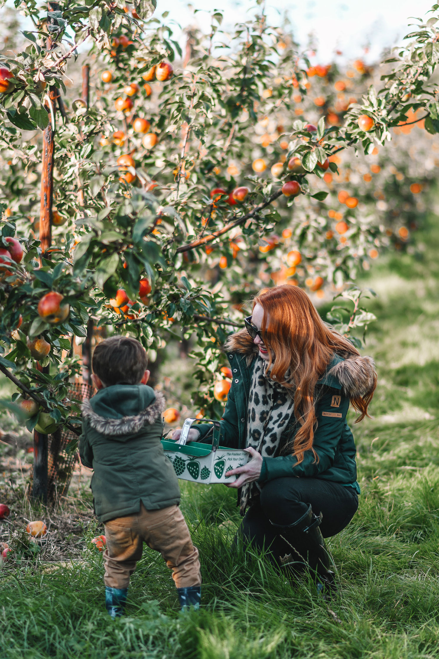 apple picking with a toddler in autumn