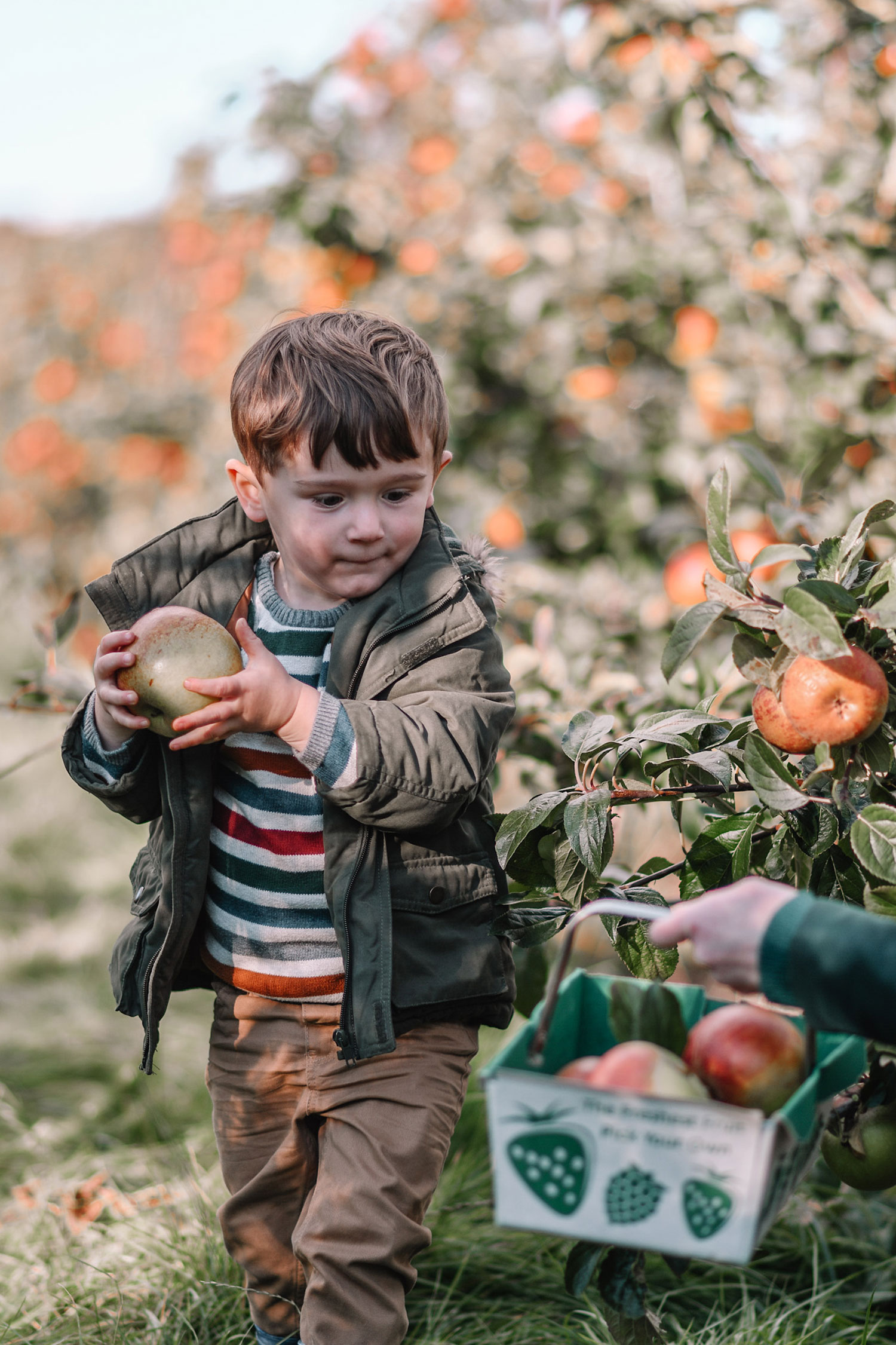 Toddler Max picking apples at the farm