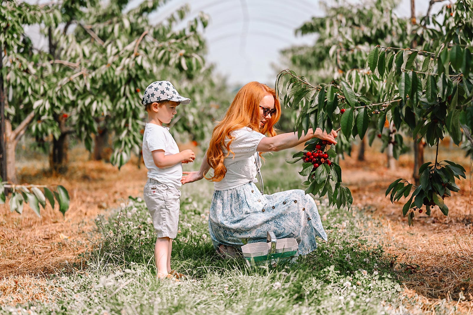 Amber and Max picking cherries on a sunny day at the farm