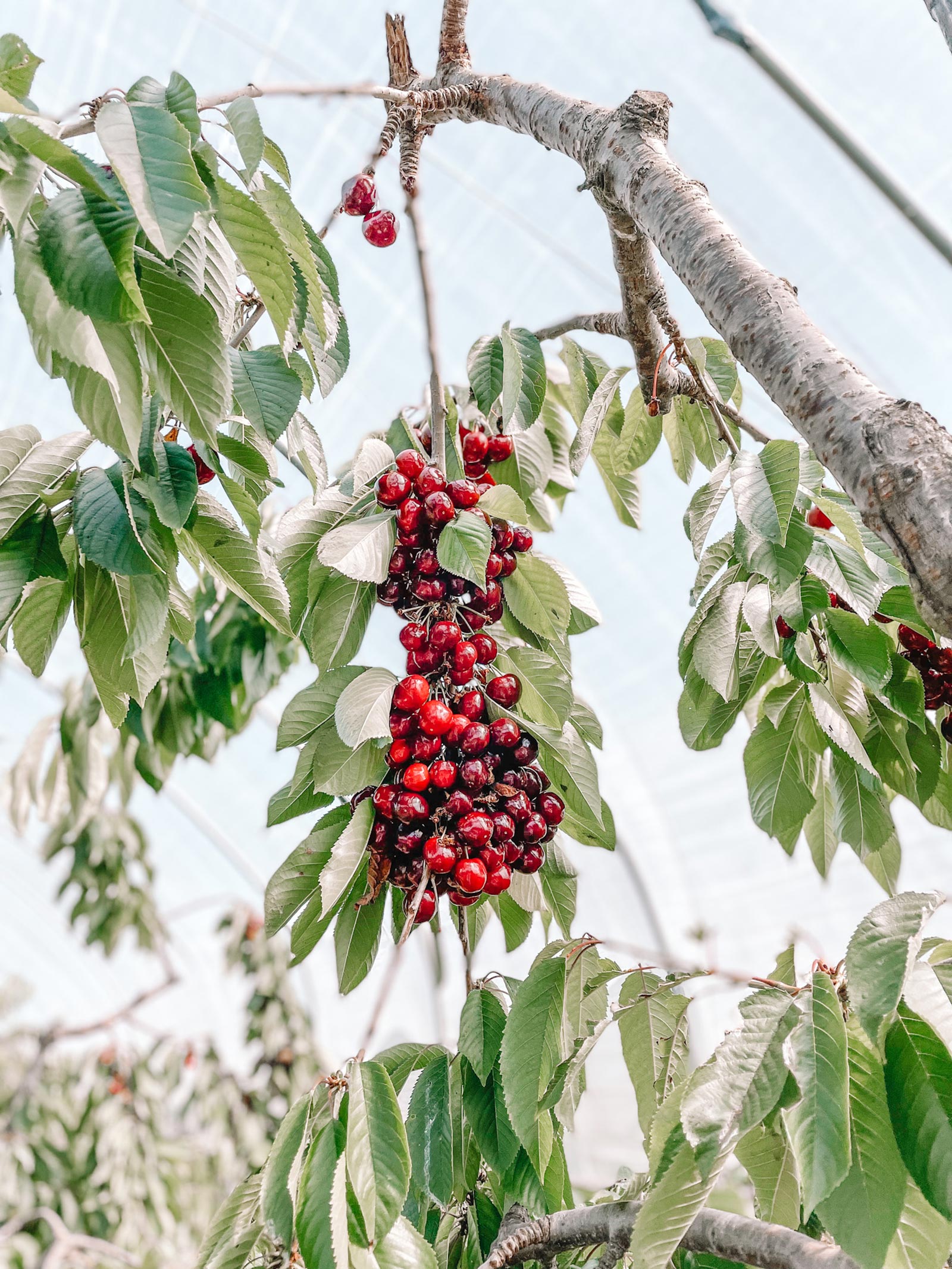 ripe cherries hanging from a tree