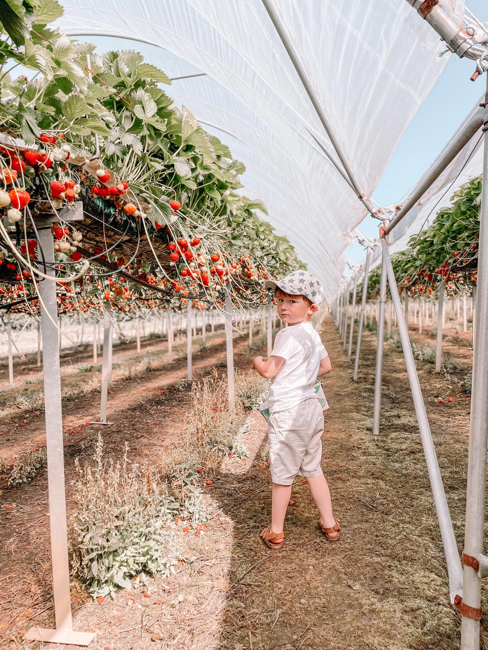 Max picking strawberries